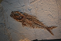 I Fossili di Bolca_34